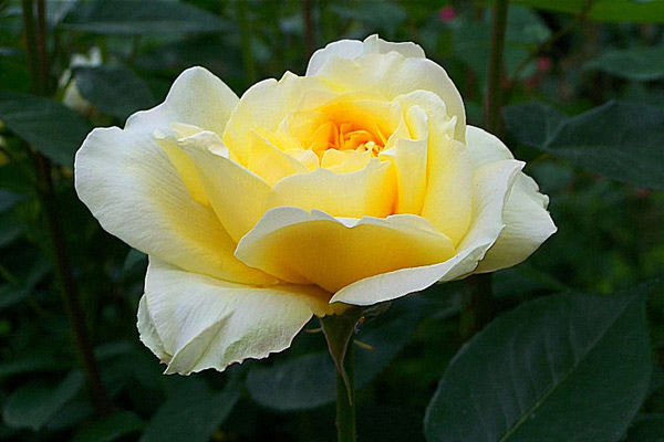 Hoa hồng Michelangelo 3