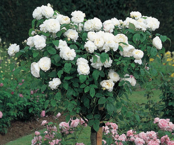 Hoa hồng Winchester Cathedral 3