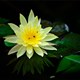 Những loài hoa thủy sinh đẹp nhất thế giới