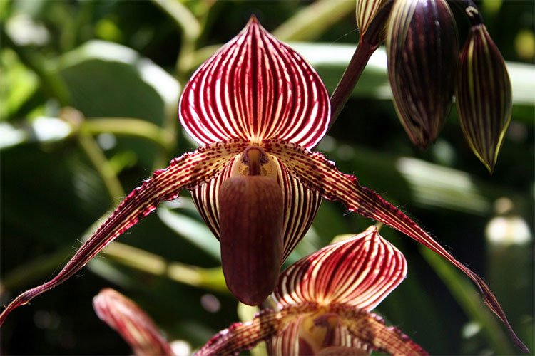 Hoa Gold of Kinabalu Orchid 2