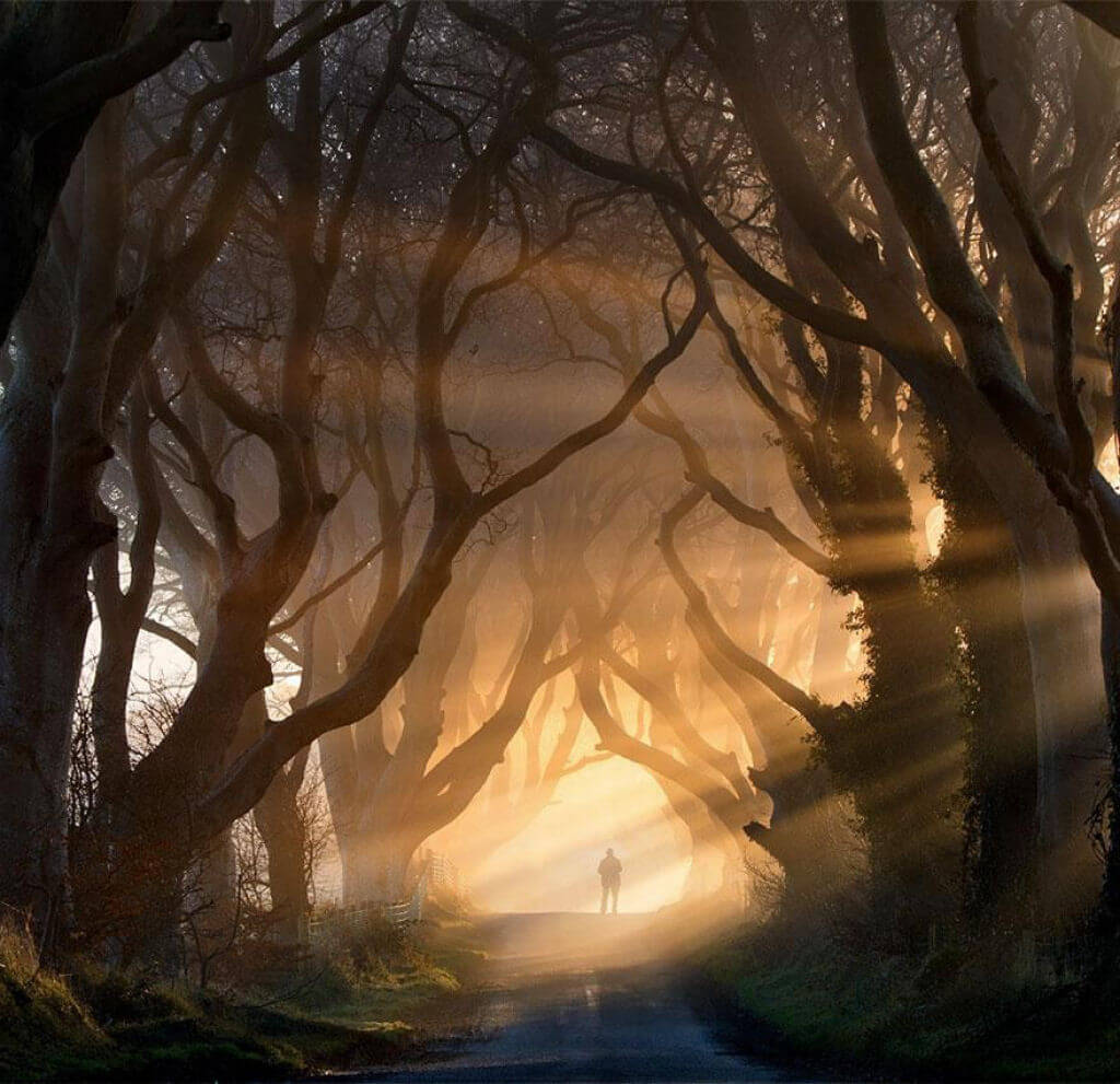 Đường cây sồi già Dark Hedges gần ngôi làng Armoy ở Bắc Ai-len