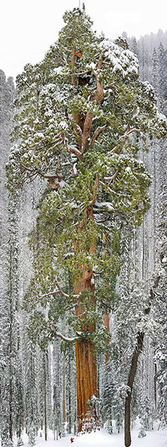 Cây cù tùng khổng lồ ở vườn quốc gia Sequoia, bang California, Mỹ