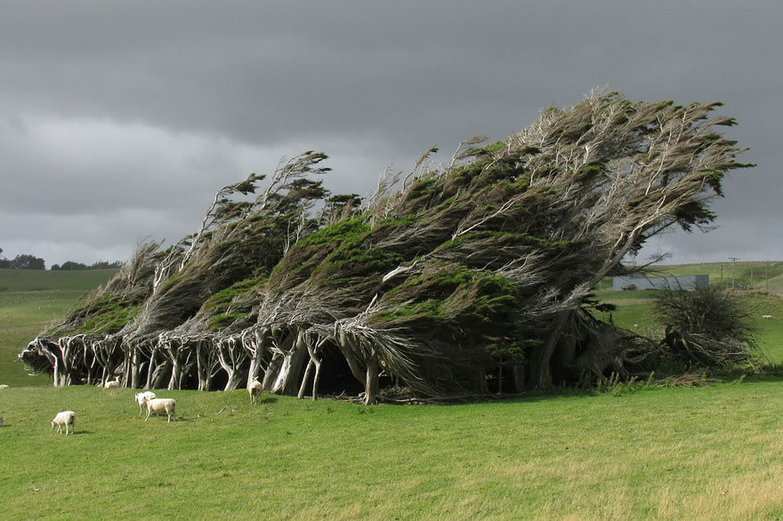  Cây bão táp ở Slope Point, phía Nam New Zealand