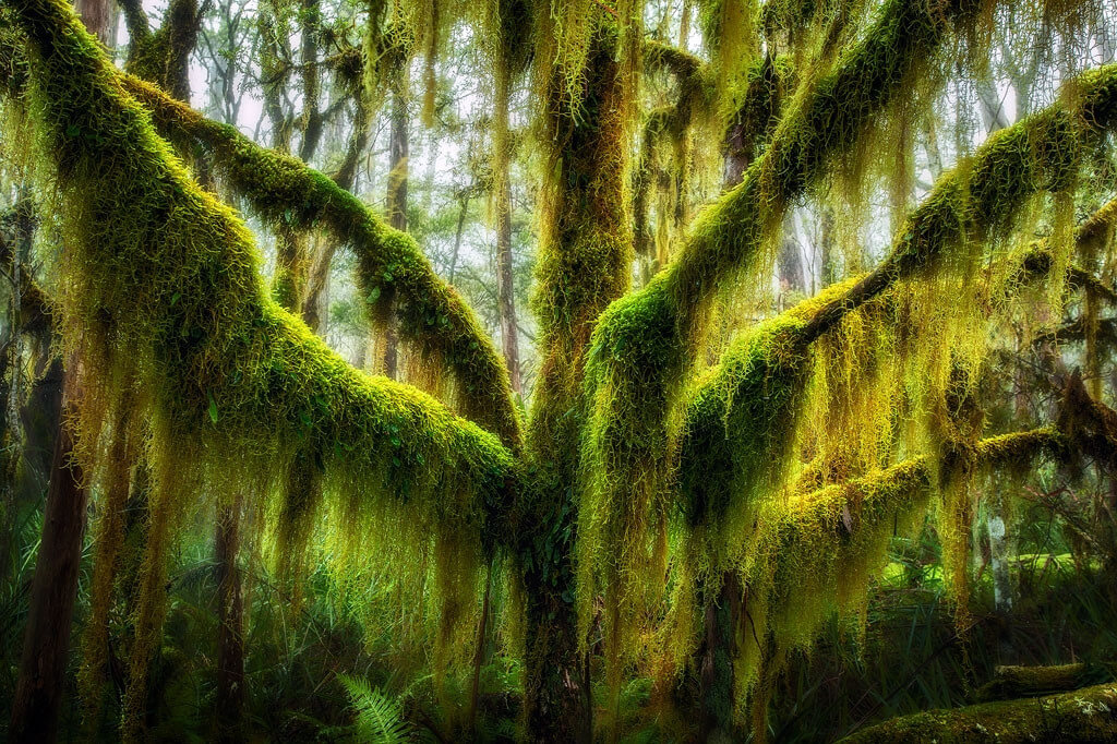 Cây sồi Nam cực phủ đầy rêu ở bang Oregon, Mỹ