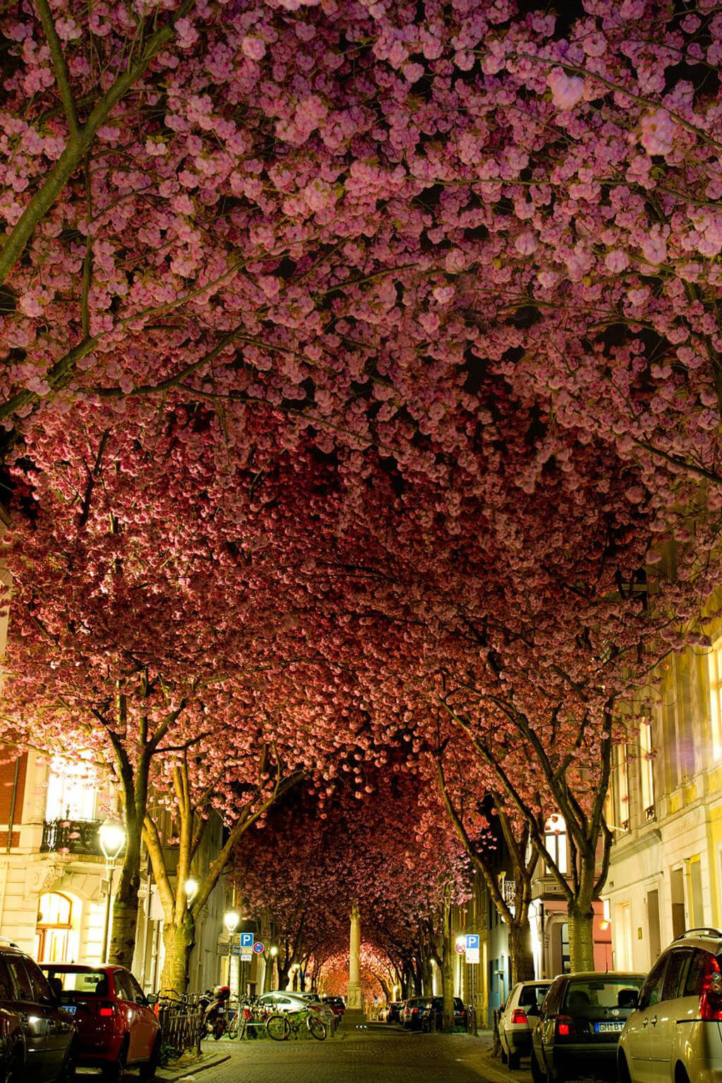 Cây hoa anh đào ở thành phố Bonn, Đức