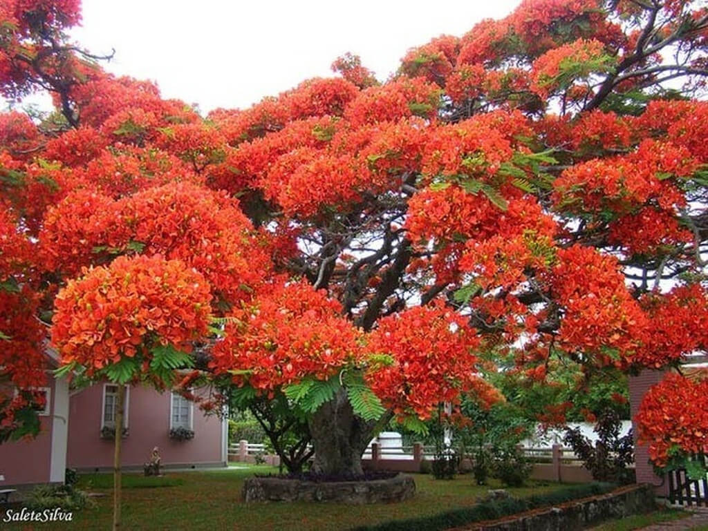 Cây phượng đỏ ở Brazil