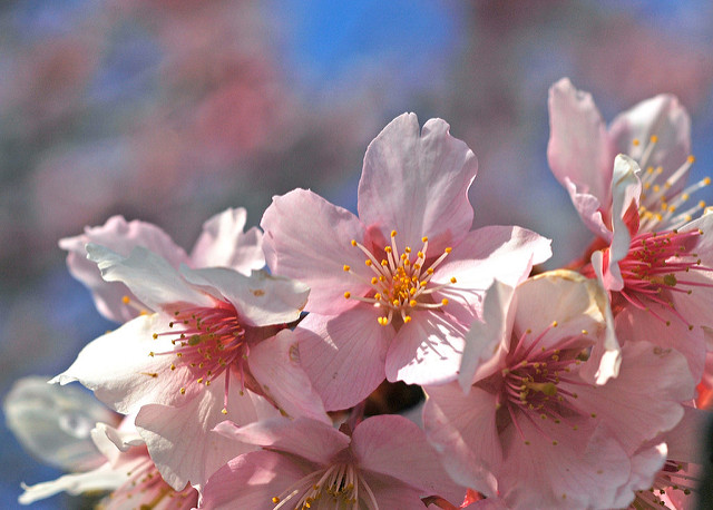 Ohkan Zakura 2