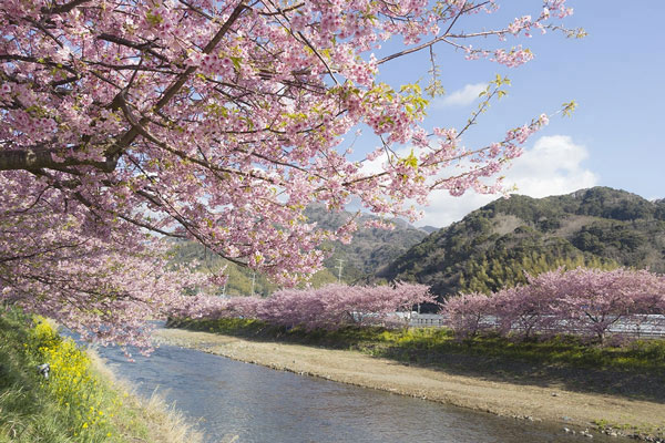 Kawazu Sakura 2