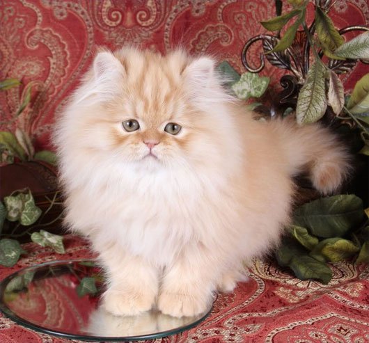 Mèo Ba Tư 2
