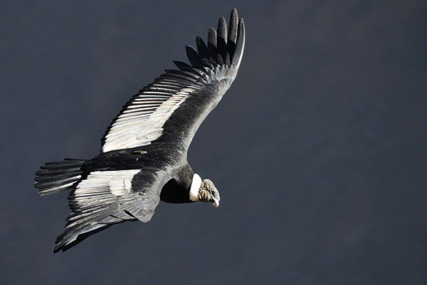 Chim thần ưng Andes