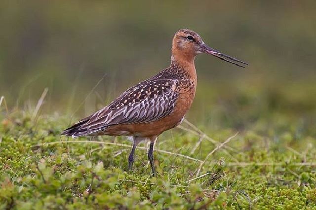 Choắt nhỏ thẳng đuôi vằn