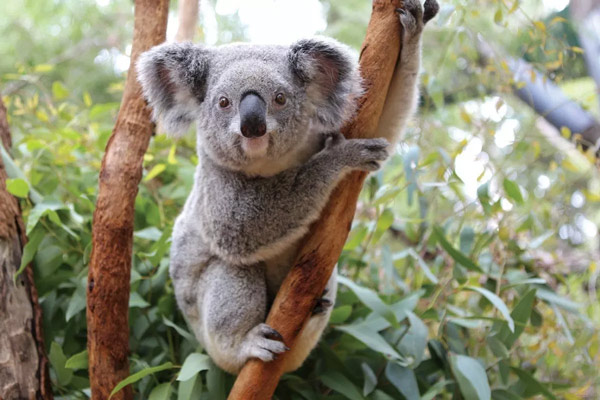 Gấu Koala