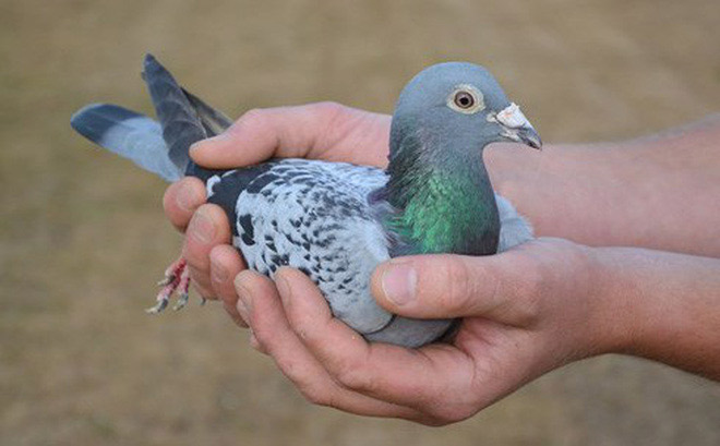 Chim bồ câu Armando