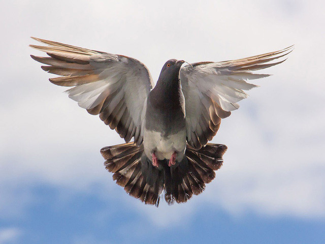 Hiện, Armando đã nghỉ hưu và trở thành cha của nhiều chim non