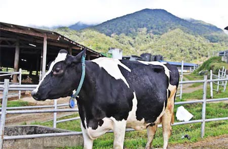 Vòng cổ thông minh 5G cũng giúp tạo điều kiện cho việc tự động hóa quy trình vắt sữa bằng cách giao tiếp không dây với hệ thống vắt sữa