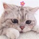 Tổng hợp 70 hình nền mèo cute cho điện thoại