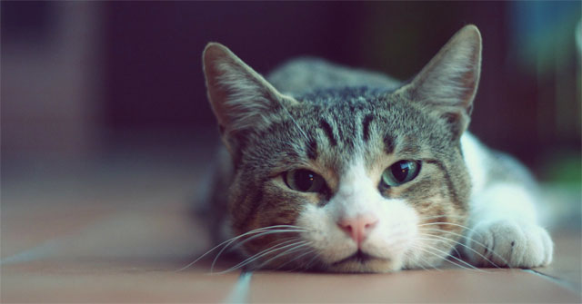 1001 hình nền đẹp nhất cho điện thoại của bạn hình nền đt mèo cute 