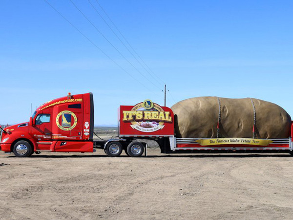 Củ khoai tây khổng lồ trên một chiếc xe tải