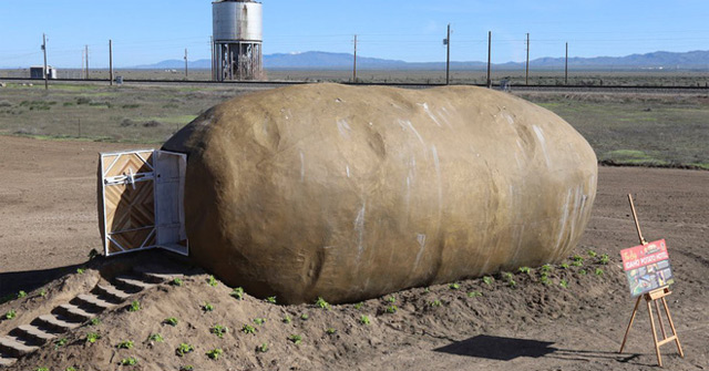 Củ khoai tây khổng lồ nằm giữa cánh đồng 