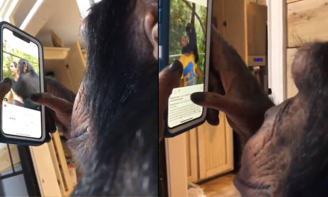 Tinh tinh dùng Instagram