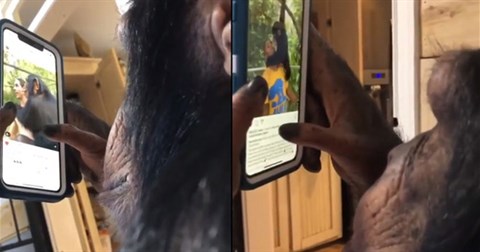 Video con tinh tinh lướt Instagram thuần thục như người khiến ai cũng phải kinh ngạc