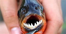 Cá Piranha không quá hung hãn như chúng ta tưởng, chính con người đã biến chúng thành loài "đáng sợ nhất hành tinh"