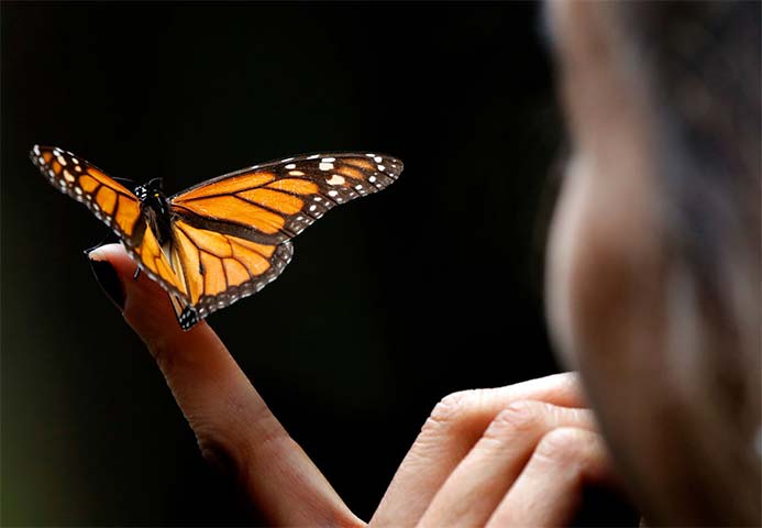 Tỷ lệ tuyệt chủng trung bình trong thế kỷ này trên hành tinh sẽ cao gấp 100 lần so với bình thường. 