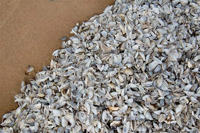 Sinh vật ngoại lai