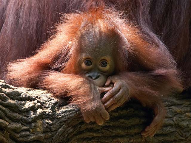 Cứ 6 loài động vật trên sinh sống trên trái đất thì sẽ có 1 loài sẽ tuyệt chủng do trái đất ấm lên. 