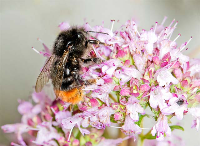 Tuy nhiên sự biến mất của côn trùng cũng sẽ kéo theo những thảm họa to lớn đối với không ít loài khác