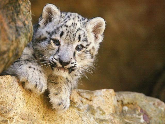 Số loài bị đe dọa tuyệt chủng có thể lên tới gần... 1 triệu. 