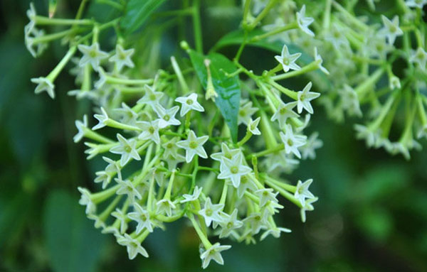 hyacinth flower