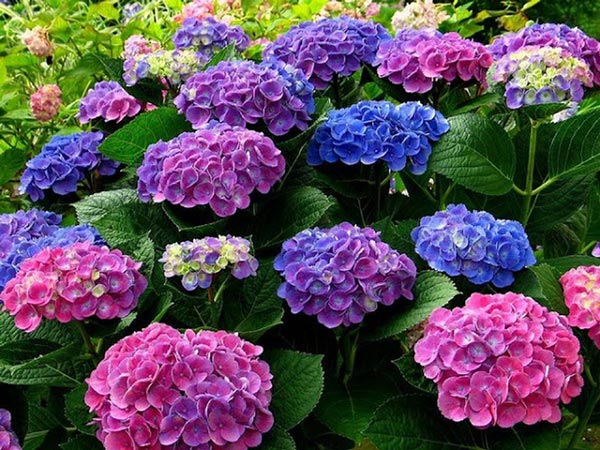 hydrangeas