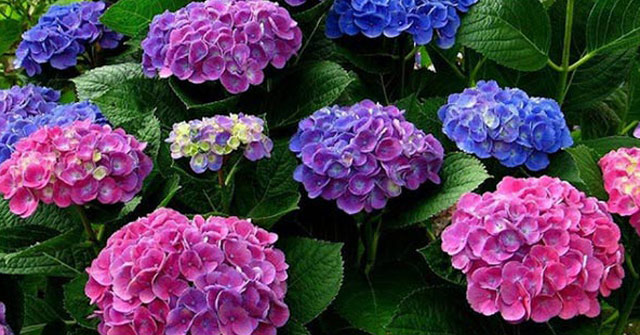 Những loài hoa độc đẹp những loài hoa đẹp nhưng cực độc Bảo vệ sức khỏe khi ngắm hoa