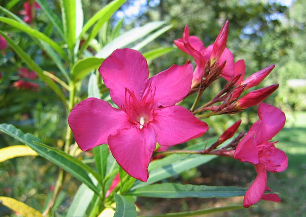 Oleander