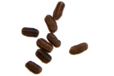 Phân của gián Đức sẽ có vẻ ngoài giống hạt tiêu
