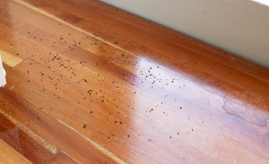 Phân của gián Đức