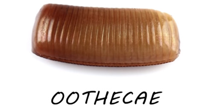 Trứng của gián Đức