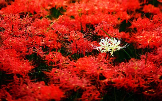 Top 100 Hình nền Hoa Bỉ Ngạn Đẹp nhất Chất Ngầu dành cho điện thoại 35 Hình nền hoa Hoa Loài hoa kỳ lạ