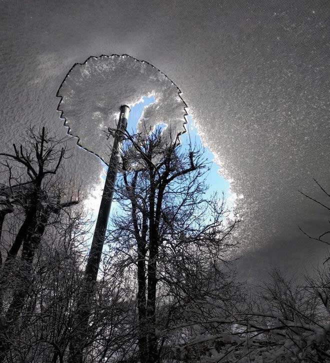 Tuyết phủ trên tán cây