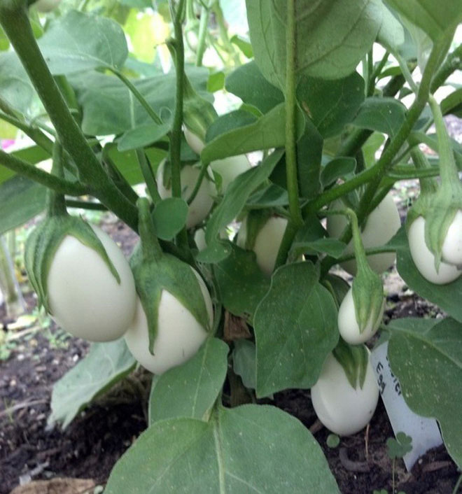 Những quả cà tím trước khi chín 