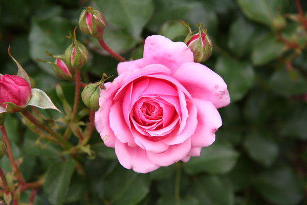 Hình nền hoa hồng cực đẹp