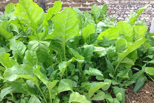 Bà bầu bị thiếu máu