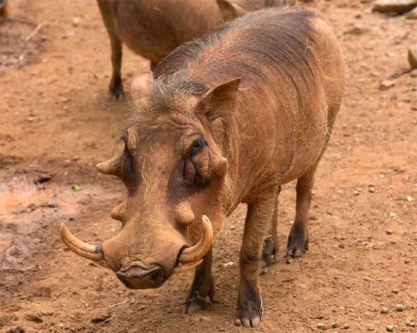Loài lợn Warthog 