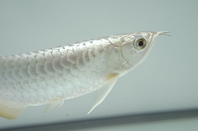 Cá rồng Platinum 2