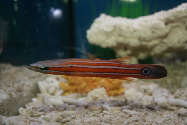 Cá Perch đầu dẹt Australia