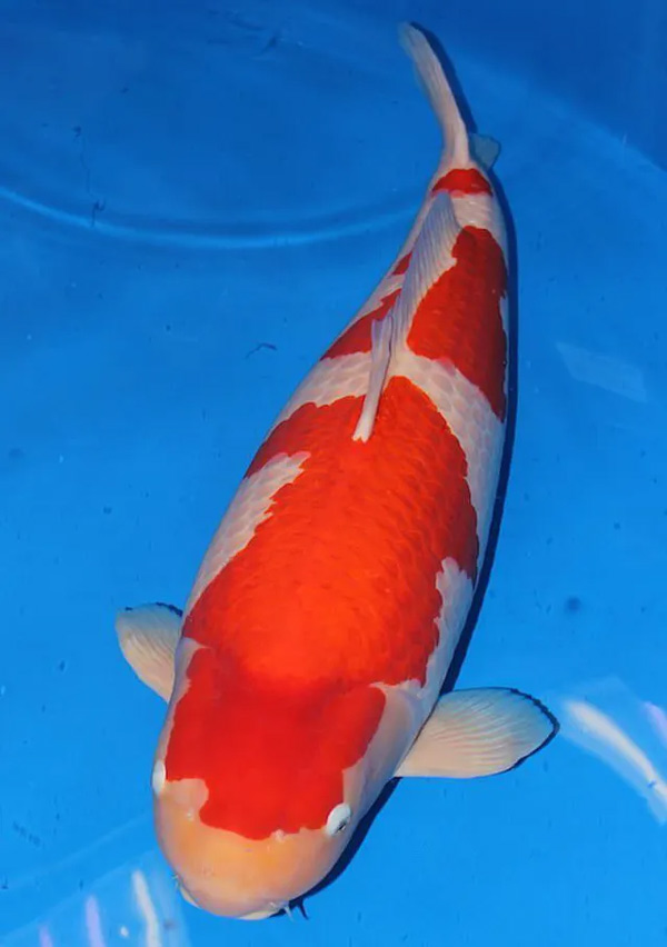 Cá Koi 1