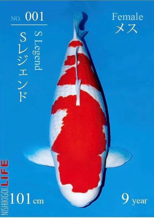 Cá Koi 2