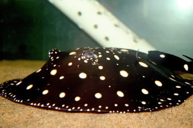 Cá đuối nước ngọt Polka Dot 1
