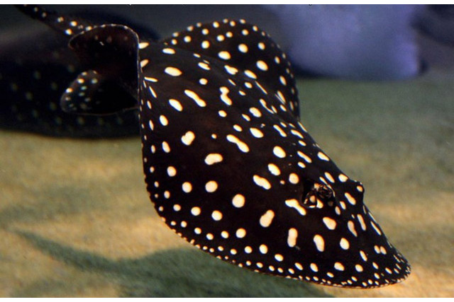 Cá đuối nước ngọt Polka Dot 2